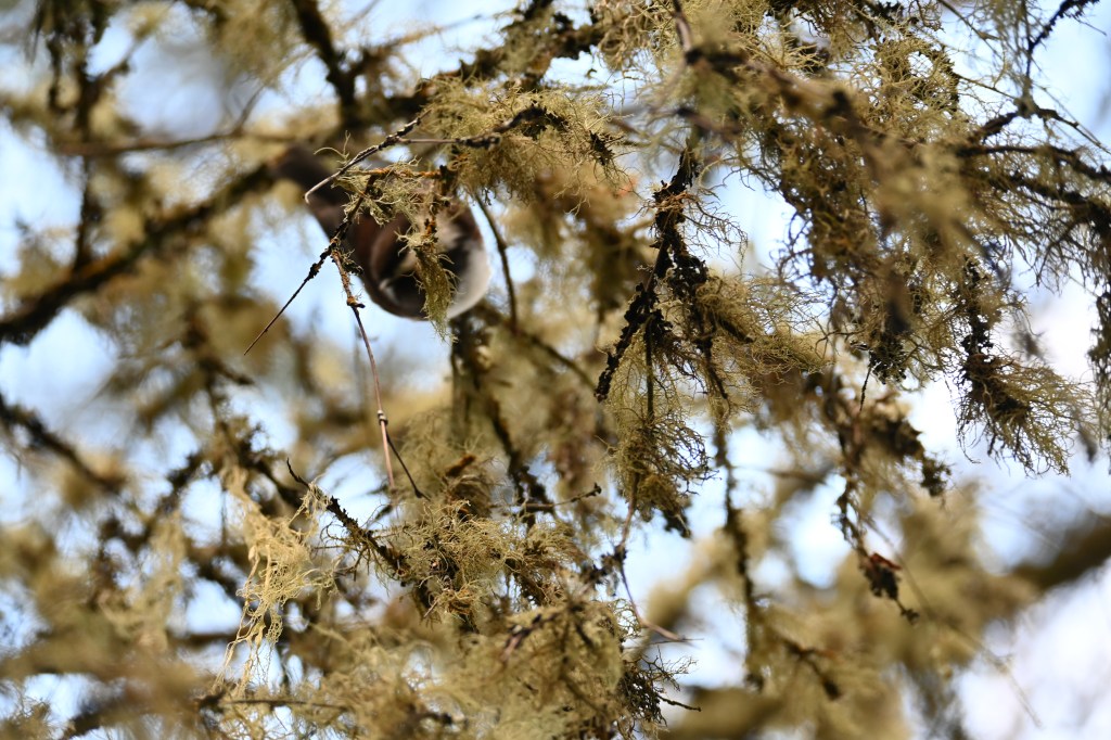 My Bones in the River&nbsp;Bed